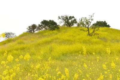 DSC_6267 (Large).JPG